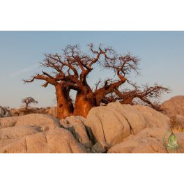 Baobab olaj
