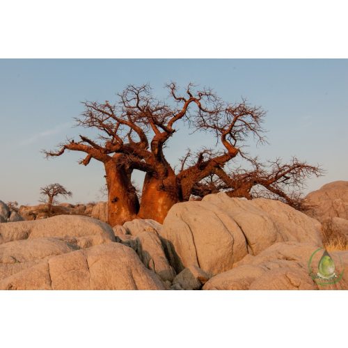 Baobab olaj