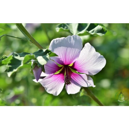 Erdei mályva kivonat-Bio