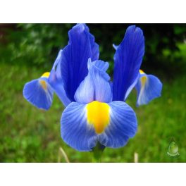 Írisz por - firenzei