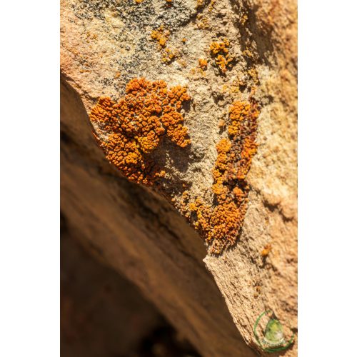 Alga por (barna alga)