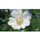 Rosa Mosqueta olaj (Vadrózsa olaj)