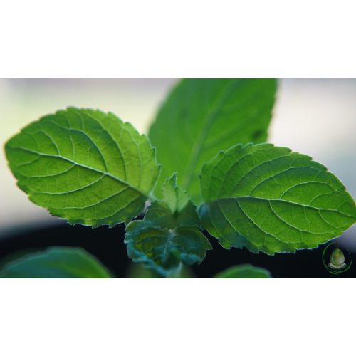 Tulsi levél por