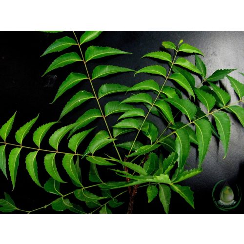 Bio neem olaj