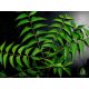 Bio neem olaj