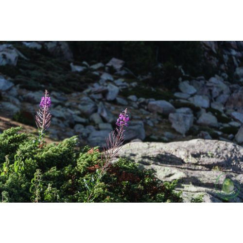 Kisvirágú füzike tea