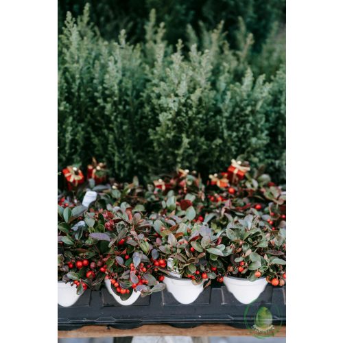 Wintergreen olaj (Bio)