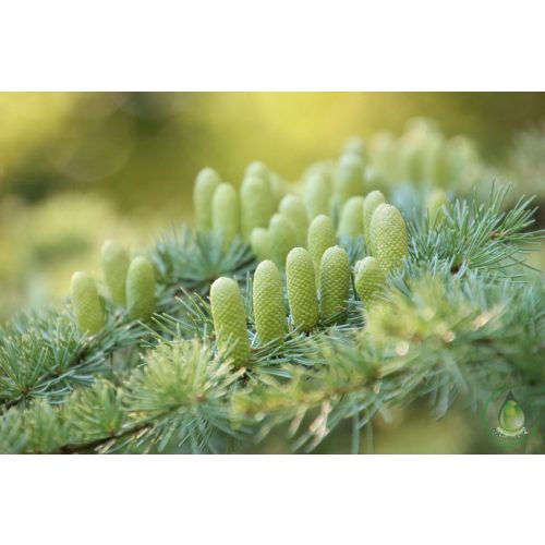Kínai cédrus illóolaj