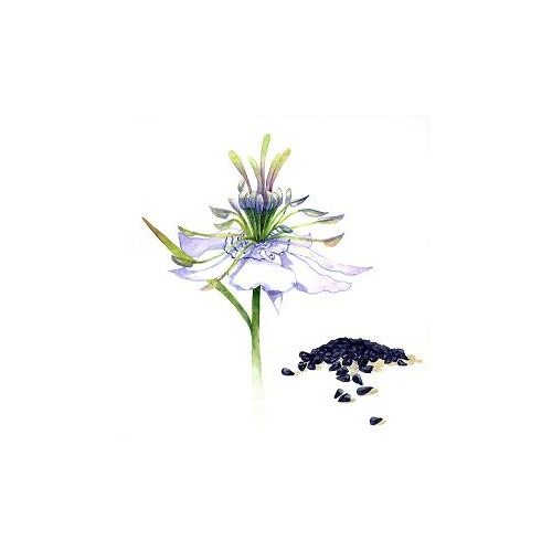 Feketekömény olaj - kerti katicavirág olaj (BIO)
