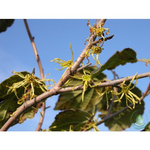 Bio hamamelisz virágvíz (varázsmogyoró)