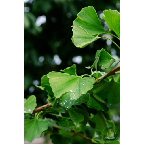 Ginkgo biloba kívonat