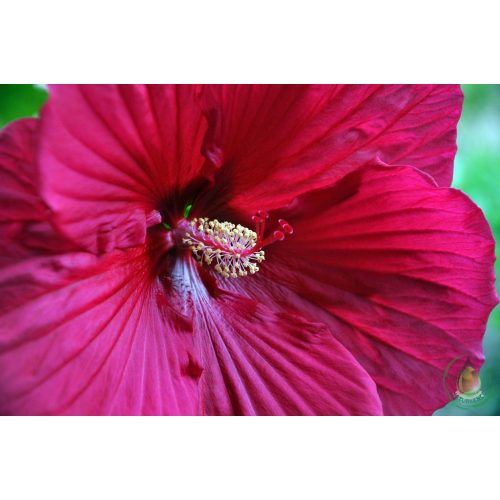 Hibiszkuszvirág
