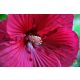 Hibiszkuszvirág