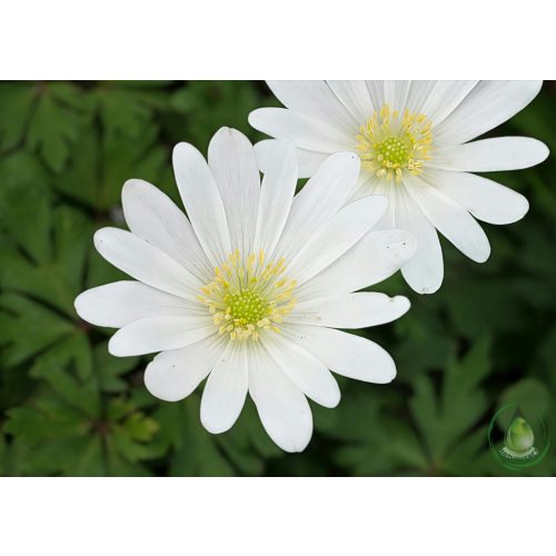 Fehér tajtékvirág olaj (Meadowfoam)