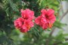 Hibiszkuszvirág por (Bio) Hibiszkuszvirág por (Bio)