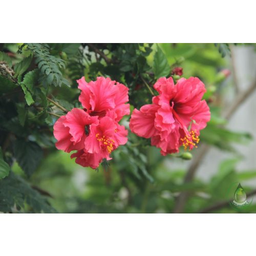 Hibiszkuszvirág por-Bio