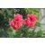 Hibiszkuszvirág por