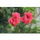 Hibiszkuszvirág por-Bio