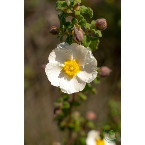 Bio cistus virágvíz - balzsamos szuhar víz