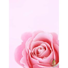 Angol rózsa illatolaj