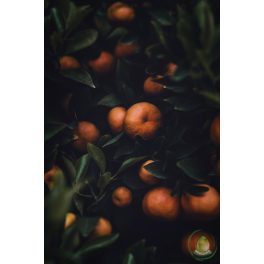 Narancs illóolaj - keserűnarancs (petitgrain)