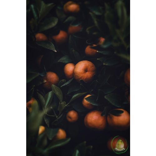 Narancs illóolaj - keserűnarancs (petitgrain)(Bio)