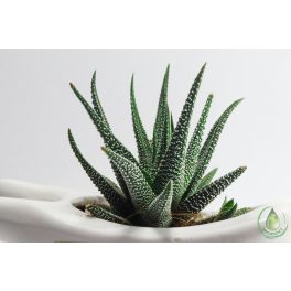 Aloe vera (Bio) hígított