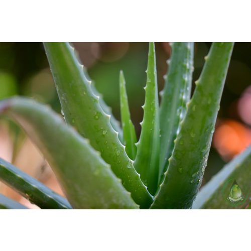 Aloe vera (Bio) hígított