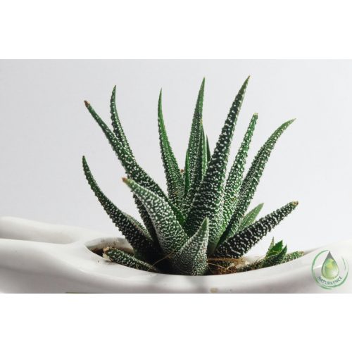 Aloe vera (Bio) hígított