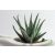 Aloe vera (Bio) hígított