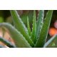 Aloe vera (Bio) hígított