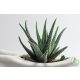 Aloe vera (Bio) hígított