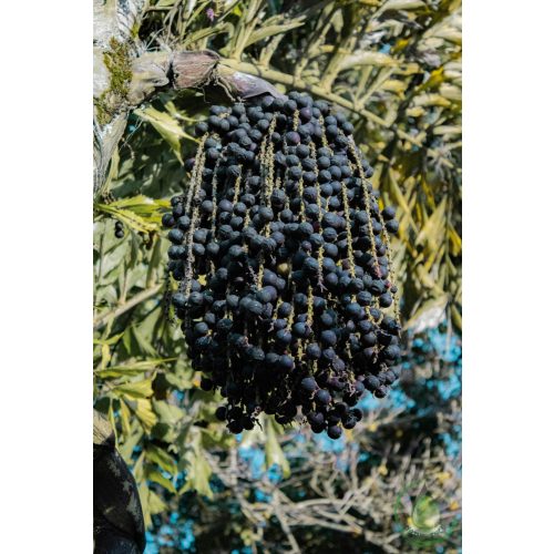 Acai berry olaj