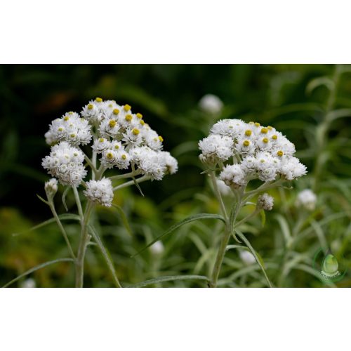 Bio immortelle - olasz szalmagyopár virágvíz
