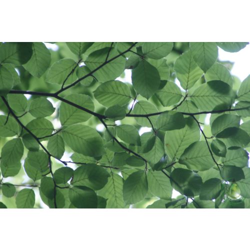 Fekete áfonyalevél