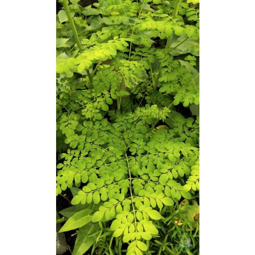 Moringa olaj