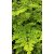 Moringa olaj