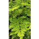 Moringa olaj