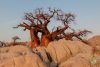 Baobab olaj Baobab olaj