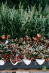 Wintergreen olaj (Bio) Wintergreen olaj (Bio)