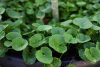 Centella olaj - ázsiai gázló, gotu kola Centella olaj - ázsiai gázló, gotu kola