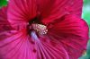 Hibiszkuszvirág Hibiszkuszvirág