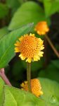 Acmella kivonat Acmella kivonat