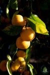 Marula olaj Marula olaj