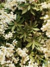 Bio neroli virágvíz - narancsvirág víz Bio neroli virágvíz - narancsvirág víz