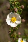 Bio cistus virágvíz - balzsamos szuhar víz Bio cistus virágvíz - balzsamos szuhar víz