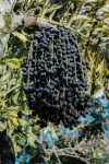 Acai berry olaj Acai berry olaj