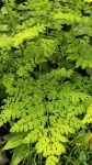 Moringa olaj Moringa olaj