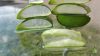 Aloe vaj Aloe vaj